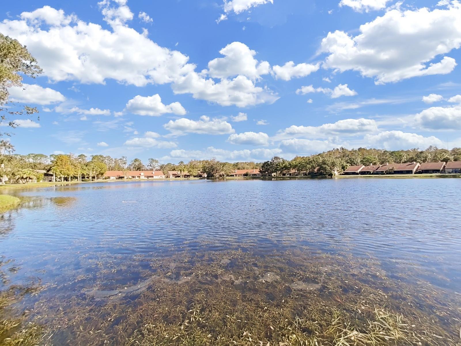 Palm Harbor 2/2 Pool & Sports Courts property image